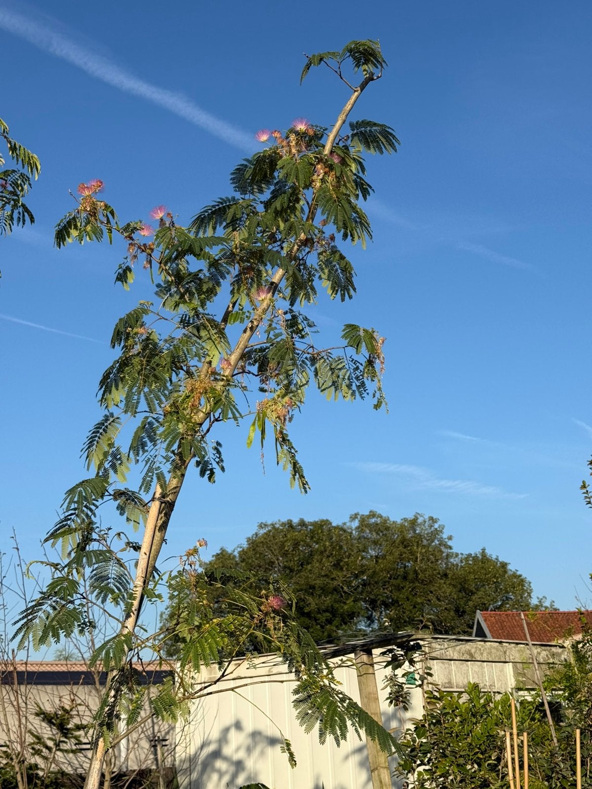 Slaapbomen hoog stam grote kuip pot gekweekt prijs 98,50, Ophalen of Verzenden