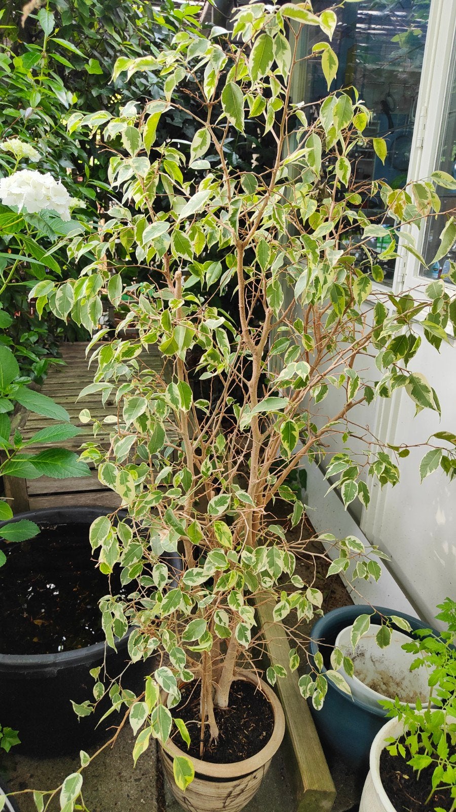 Grote Ficus plant, ongeveer 150cm hoog incl pot, Ficus, 100 tot 150 cm, Ophalen of Verzenden, In pot