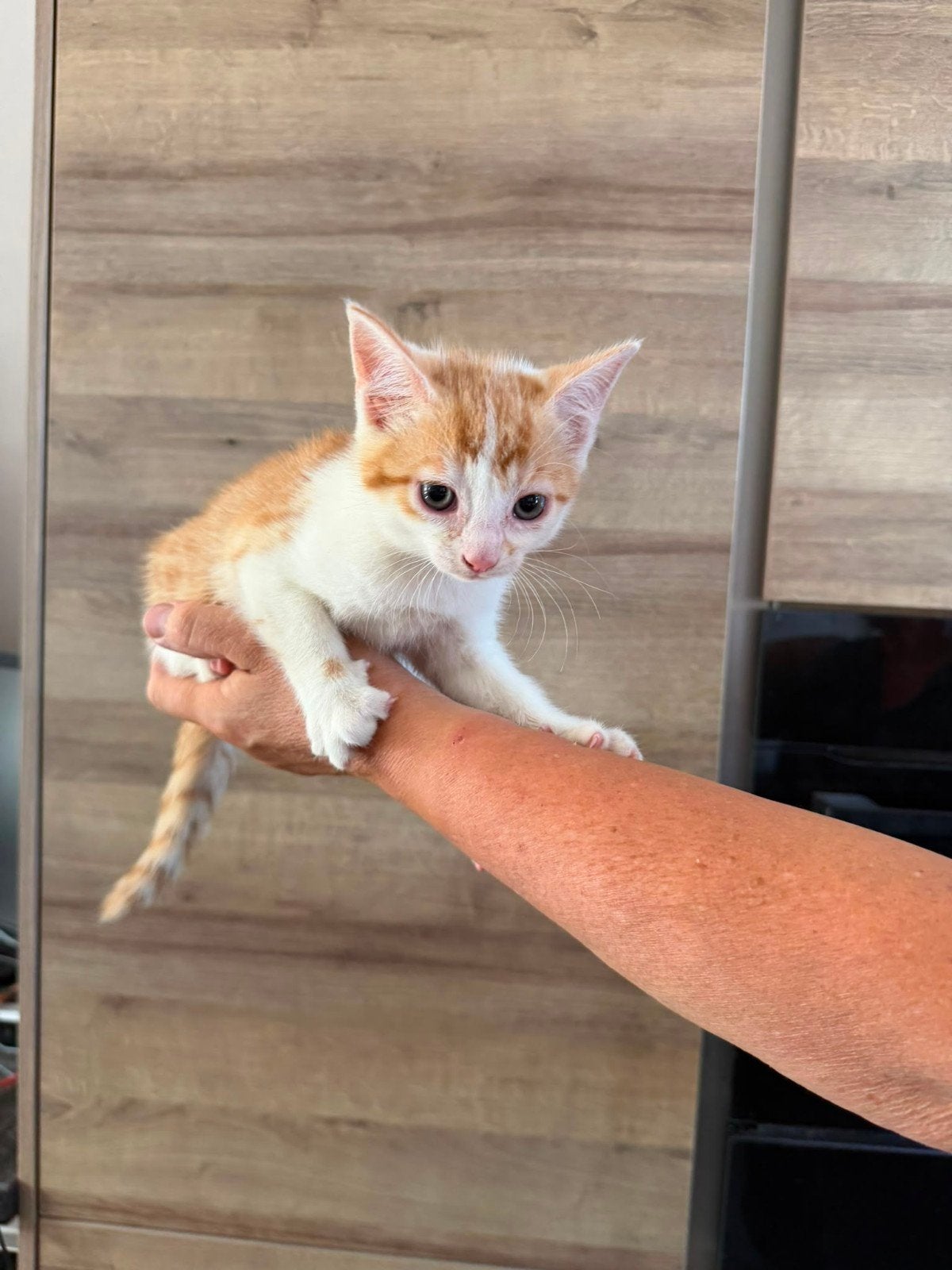 Boerderij kittens, Dieren en Toebehoren, Meerdere dieren