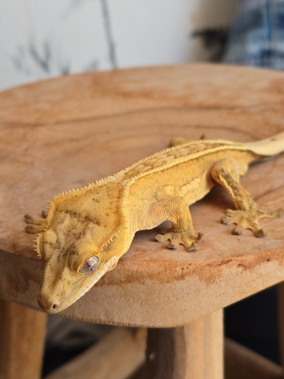 Wimpergekko man geel, Dieren en Toebehoren, Reptielen en Amfibieën, Hagedis, 0 tot 2 jaar