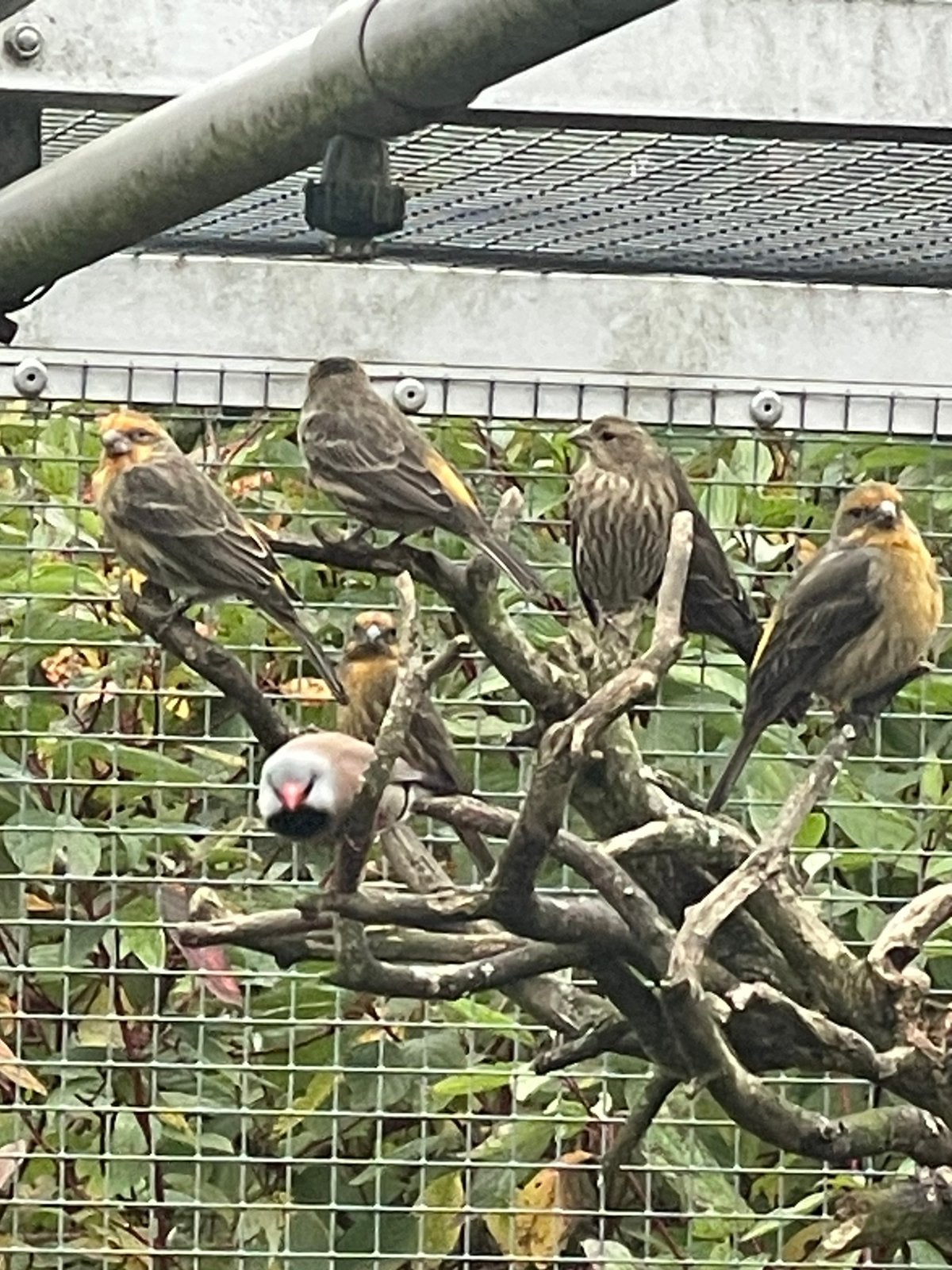 Te koop: nog maar 1 man van de Mexicaanse roodmus., Mannelijk, Tropenvogel