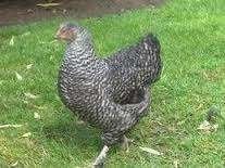 Mechelse Koekoek kippen., Dieren en Toebehoren, Pluimvee, Vrouwelijk, Kip