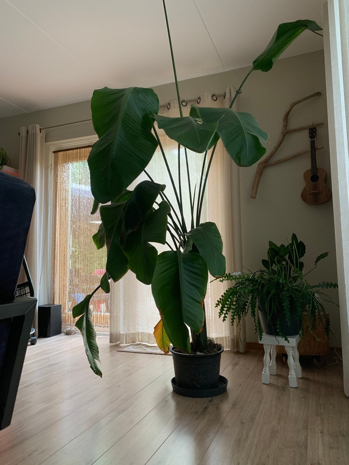 GRATIS Grote kamerplant, Ophalen, Halfschaduw, Minder dan 100 cm
