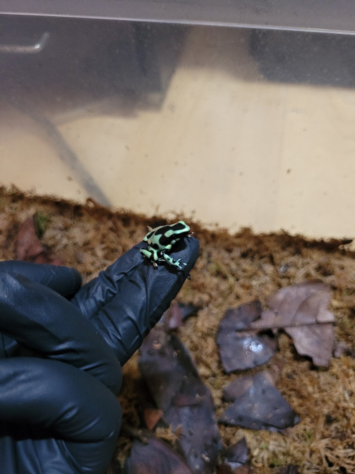 Dendrobates auratus "Costa rica" nakweek, Amfibie, Tam, 0 tot 2 jaar
