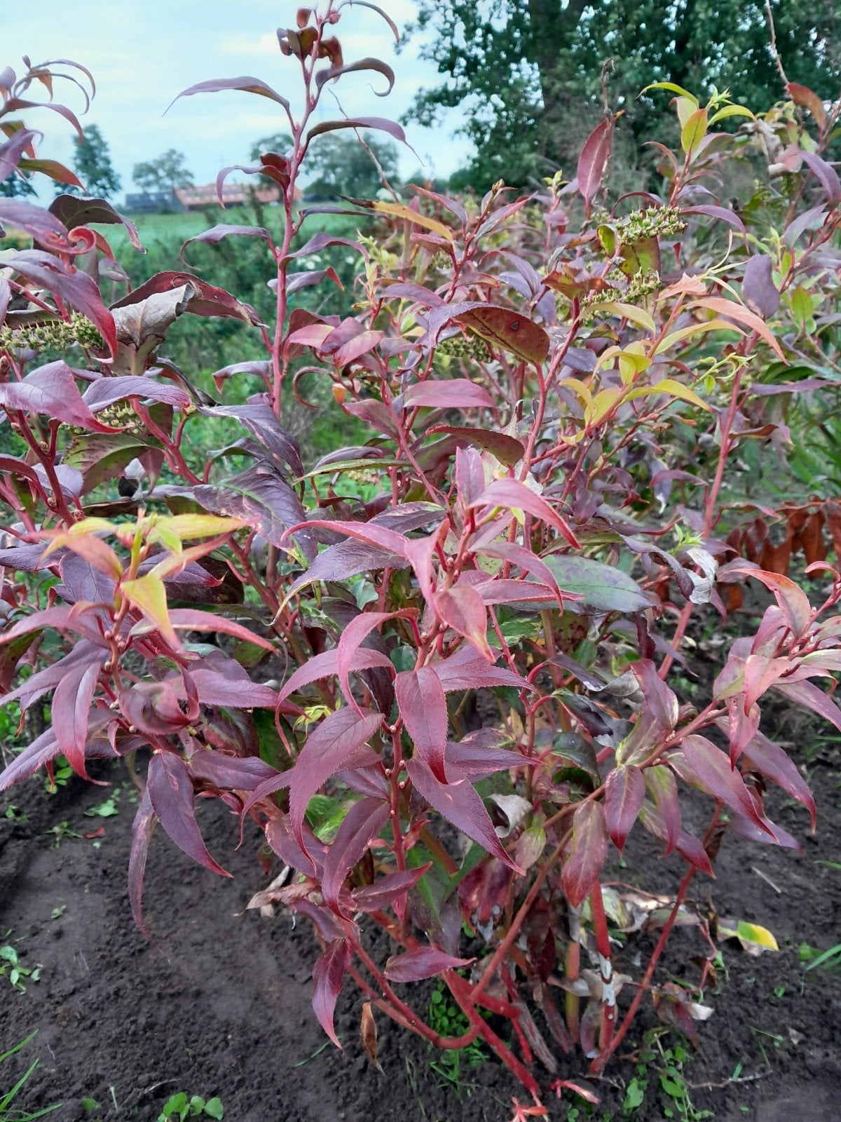 Leucothoe 'Rainbow' - Kleurrijke Heester voor Tuin, Tuin en Terras, Ophalen of Verzenden