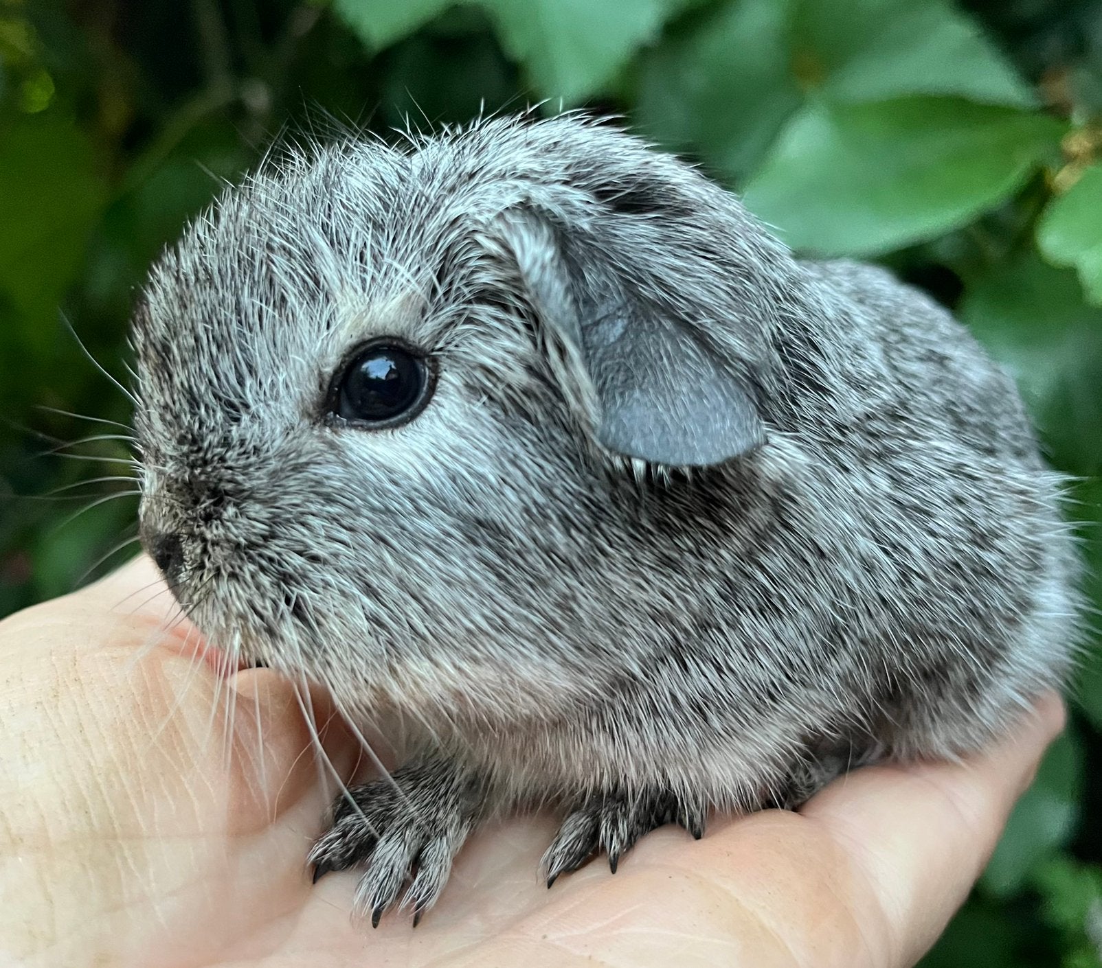 Lief en rustig cavia beertje, zilveragouti met wit streepje, Cavia, Juni, Mannelijk, Tam