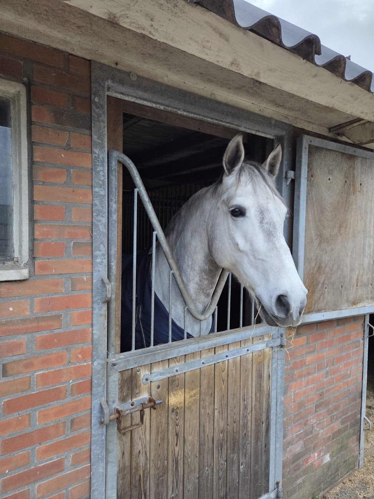 Lieve mooie Connemara e pony, Ruin, Ingeënt, 3 tot 6 jaar