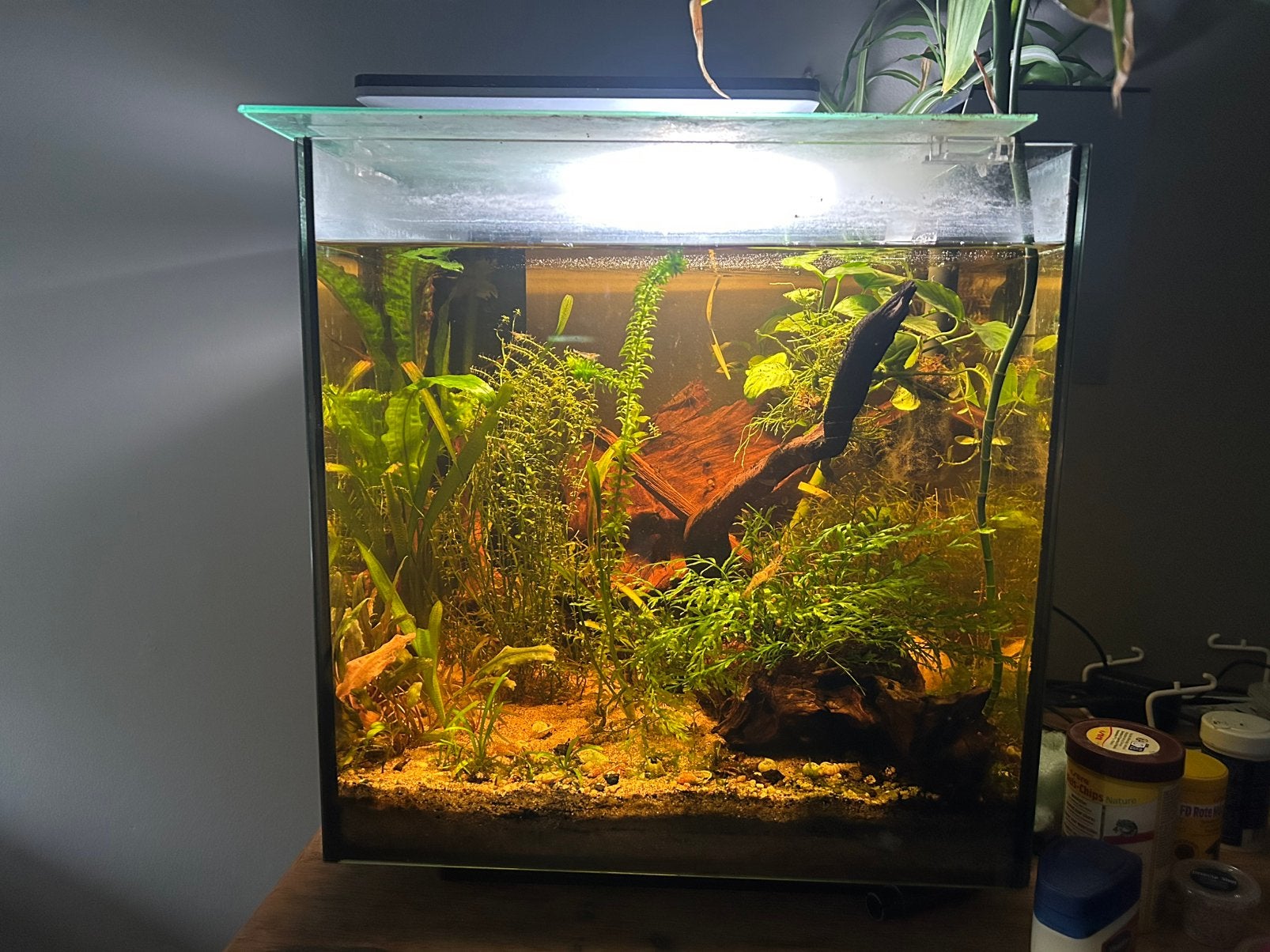 Aquarium cube 60L 40x40x40 cm, Ophalen, Inclusief planten, Gebruikt, Gevuld zoetwateraquarium