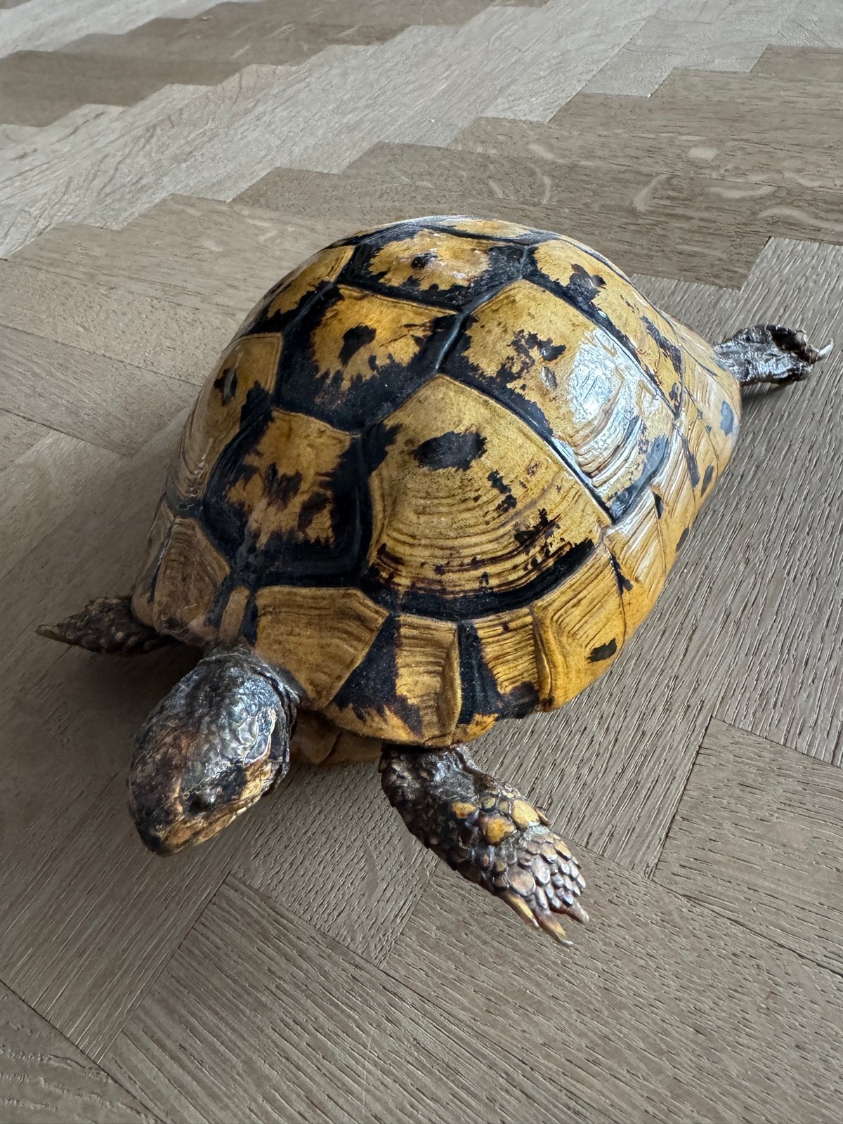 Opgezette schildpad - Taxidermie 24cm, Ophalen of Verzenden, Gebruikt