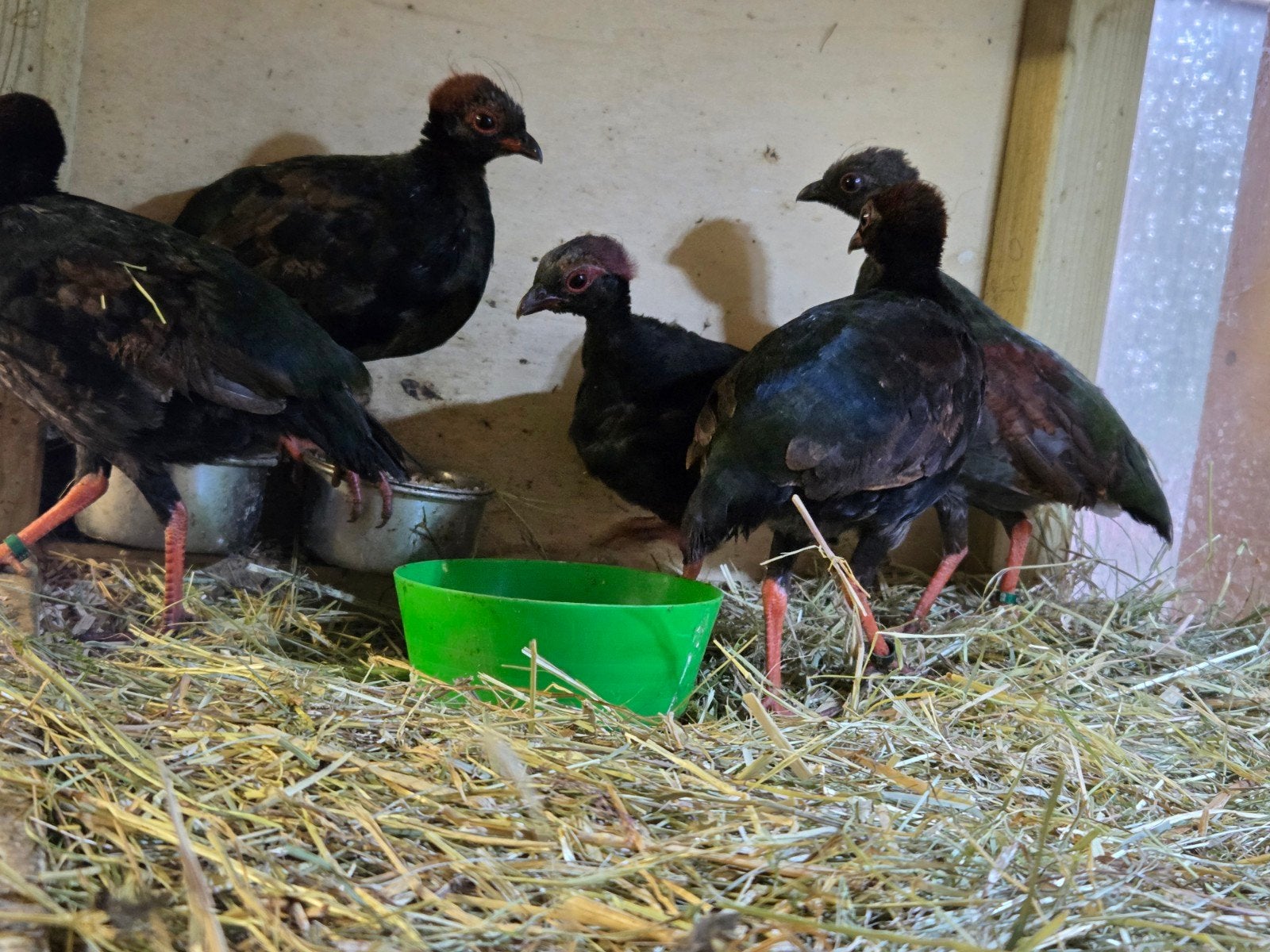 Roul Roul, Dieren en Toebehoren, Mannelijk, Tropenvogel, Geringd