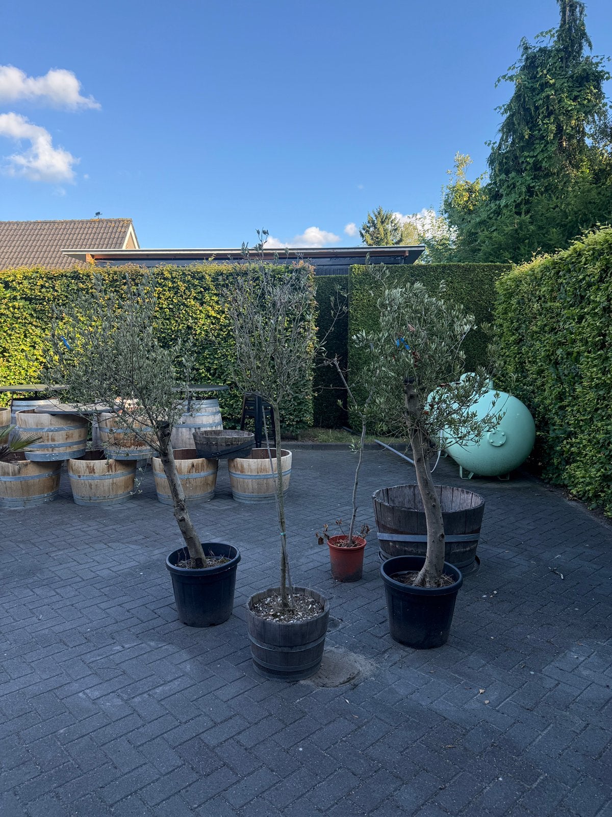 Olijfbomen, Ophalen, Minder dan 100 cm, Overige soorten, Zomer
