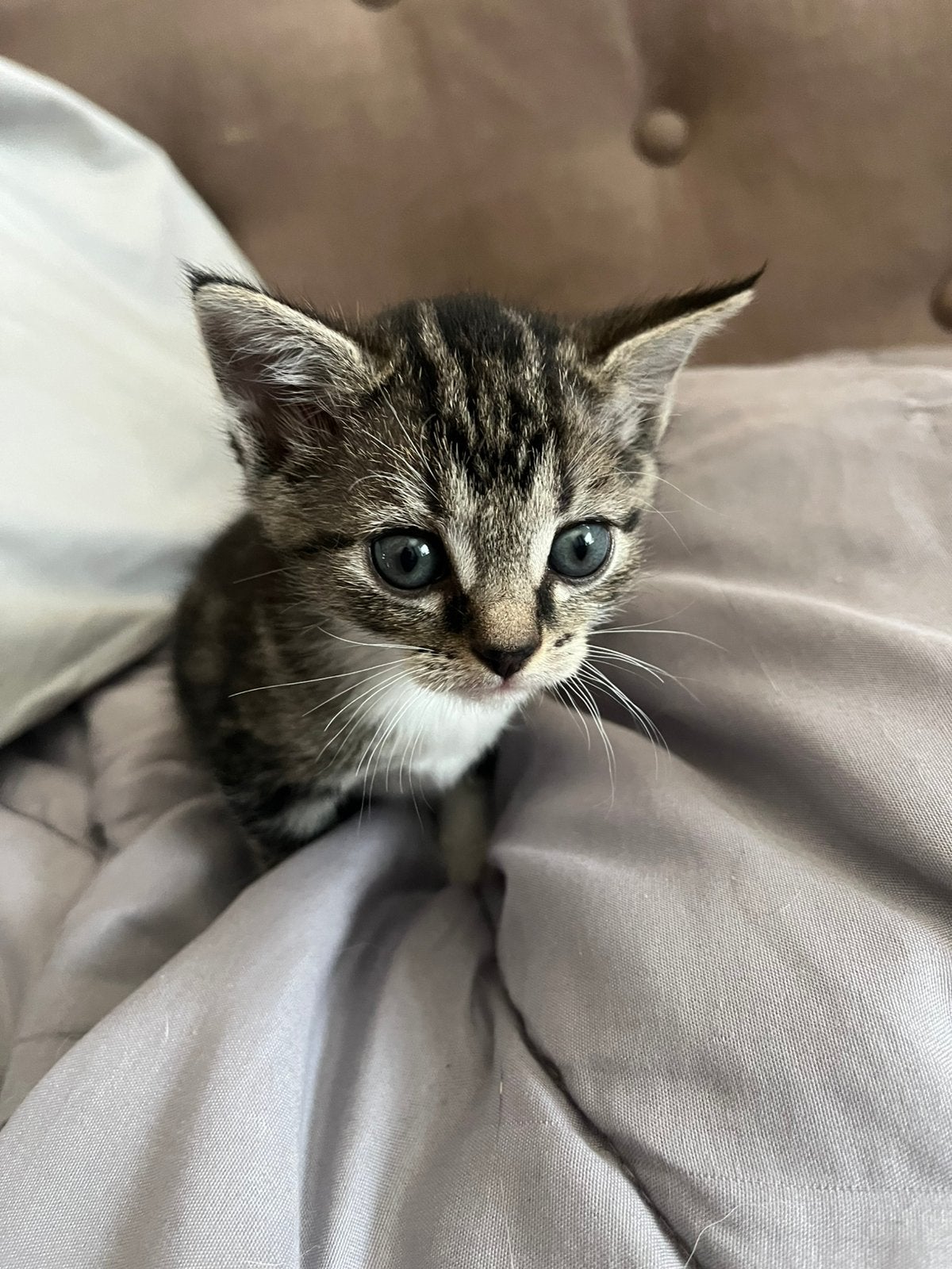 Britse korthaar kitten, Meerdere dieren, Kortharig, 0 tot 2 jaar