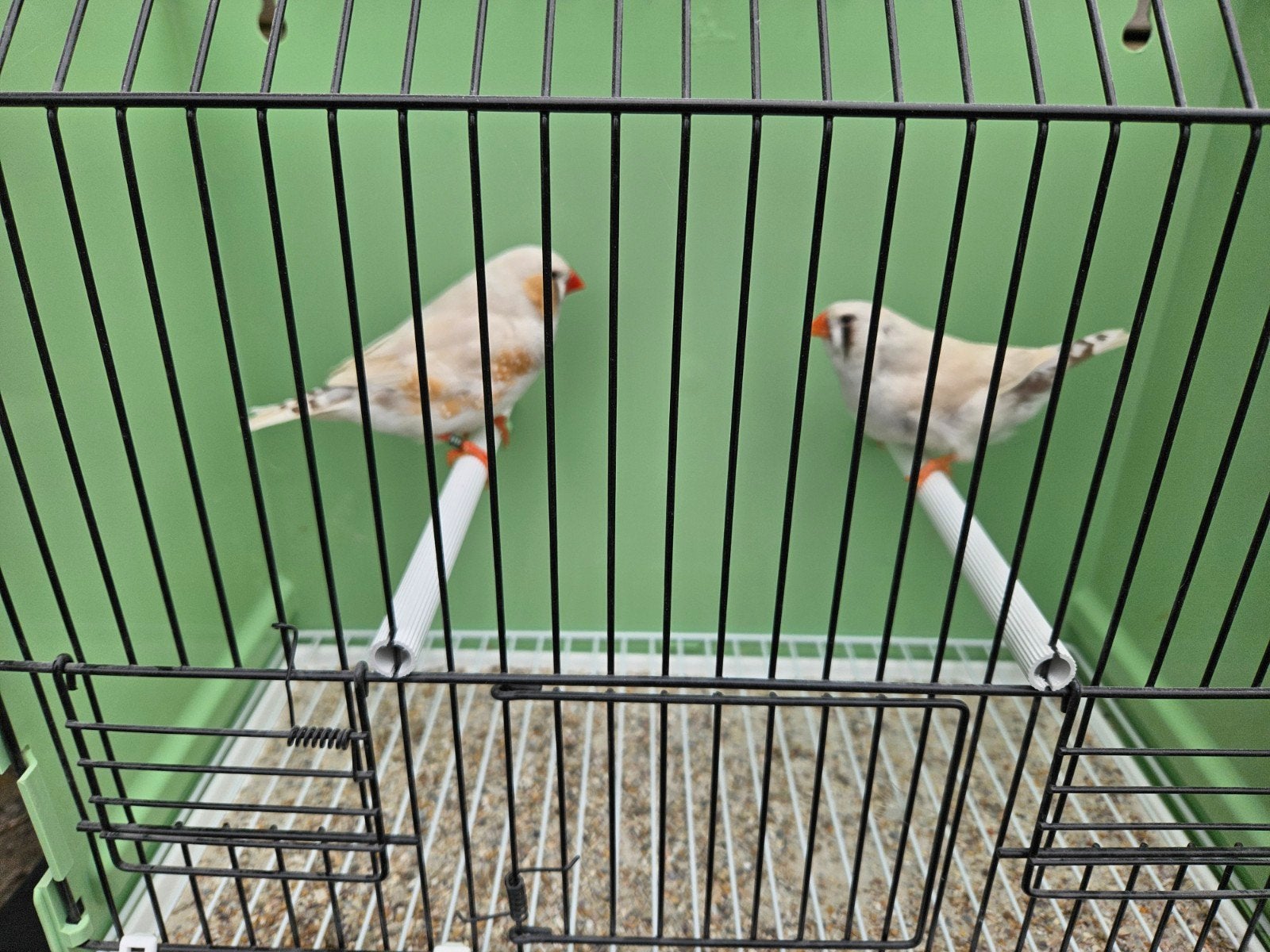 Zebravinken masker grijs roodoog koppel, Dieren en Toebehoren, Vogels | Overige Vogels, Meerdere dieren, Tropenvogel, Geringd