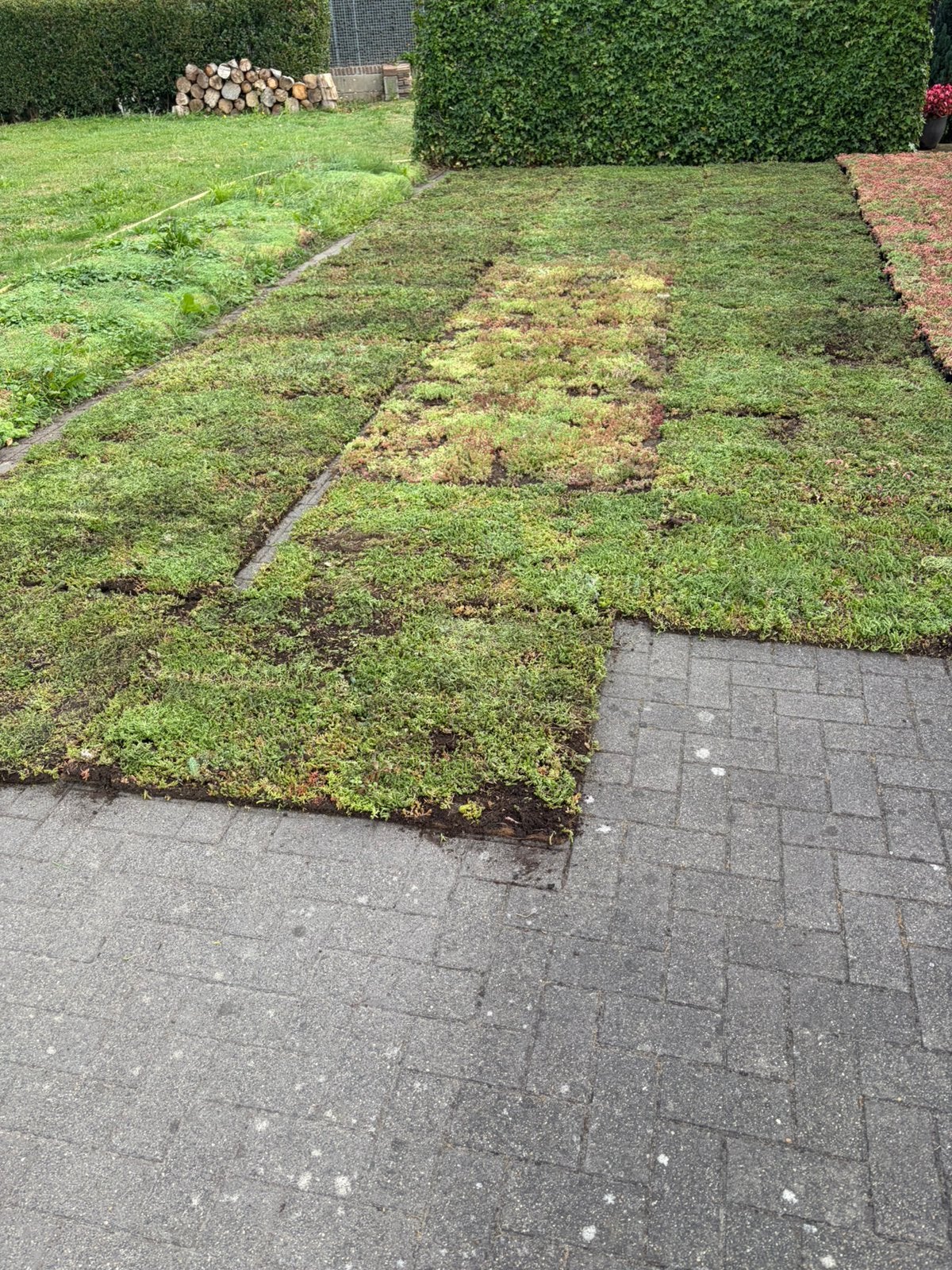Sedum groenblijvend als bodem bedekking steen er uit groen, Ophalen, Volle zon