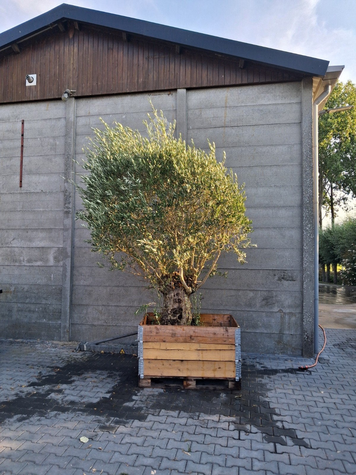 olijfboom 3.5 meter hoog, Volle zon, Bloeit niet, Ophalen of Verzenden, 100 tot 250 cm