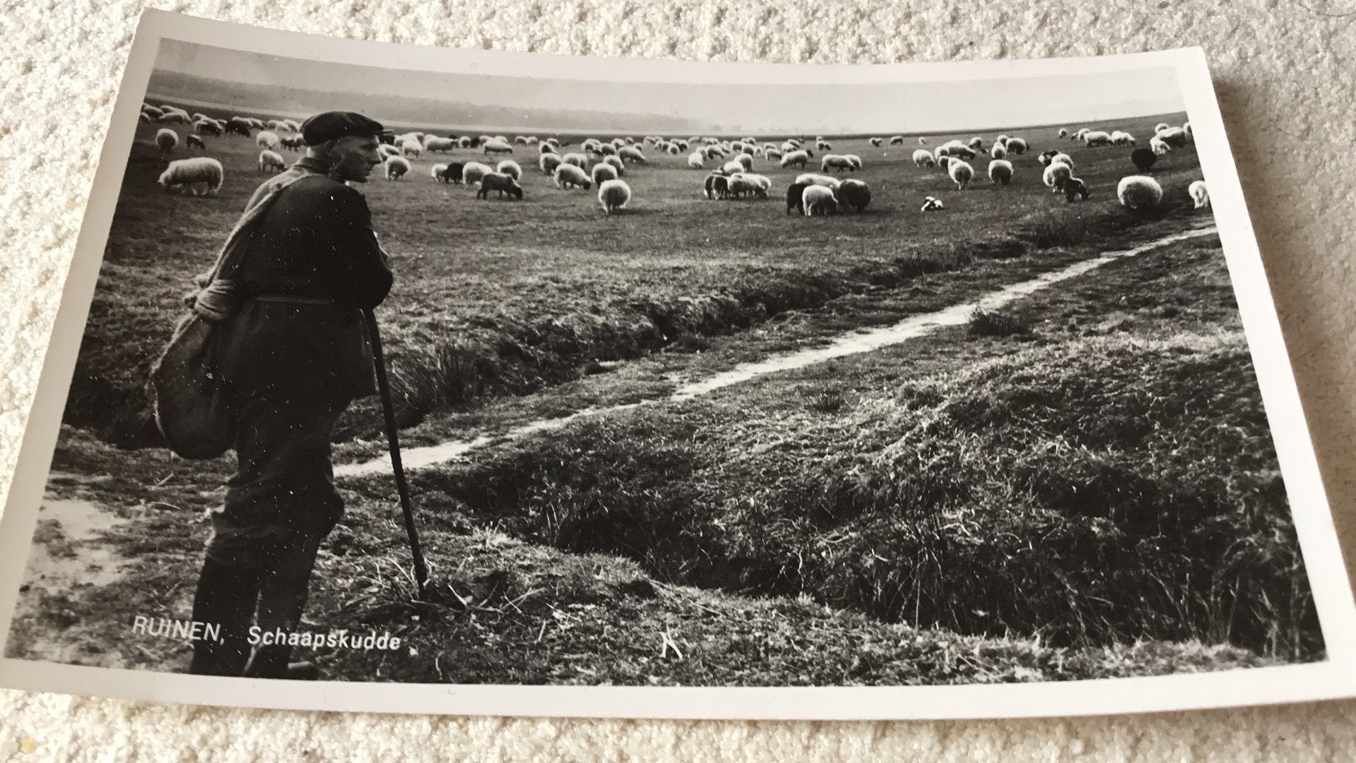 Ruinen. Drente - Schaapskudde., Ophalen of Verzenden, 1940 tot 1960, Ongelopen, Drenthe