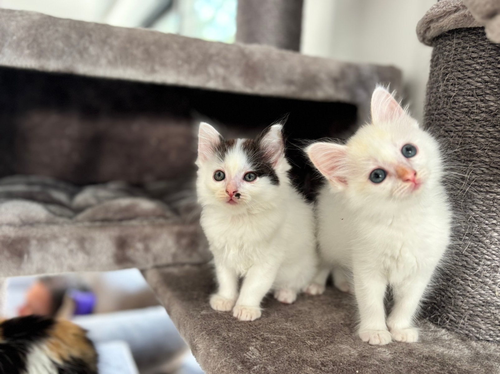 Ragdoll kittens (nog 2 beschikbaar ), Meerdere dieren