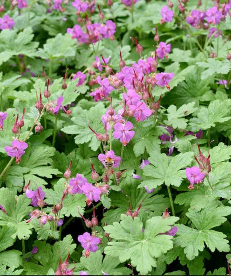 Geranium ooievaarsbek roze, Tuin en Terras, Ophalen, Bodembedekkers, Vaste plant, Halfschaduw