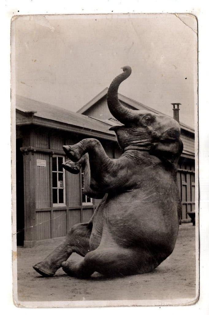 Rotterdam Diergaarde Blijdorp Olifant Sonny, Verzenden, 1920 tot 1940, Ongelopen, Zuid-Holland