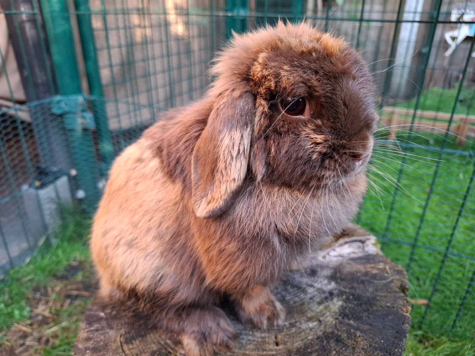 Minilop hangoor dwerg voedster choco bruin, Vrouwelijk, Dwerg, Hangoor