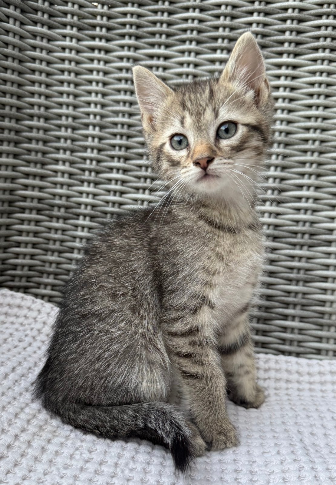 Europese korthaar x Noorse Boskat x Ragdoll kittens, Dieren en Toebehoren, Meerdere dieren, Kortharig, 0 tot 2 jaar