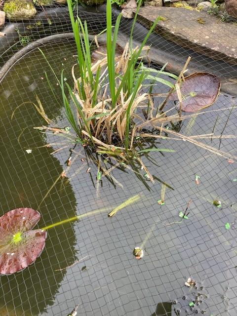 vijverbak met filterbak, Tuin en Terras, Ophalen, Gebruikt