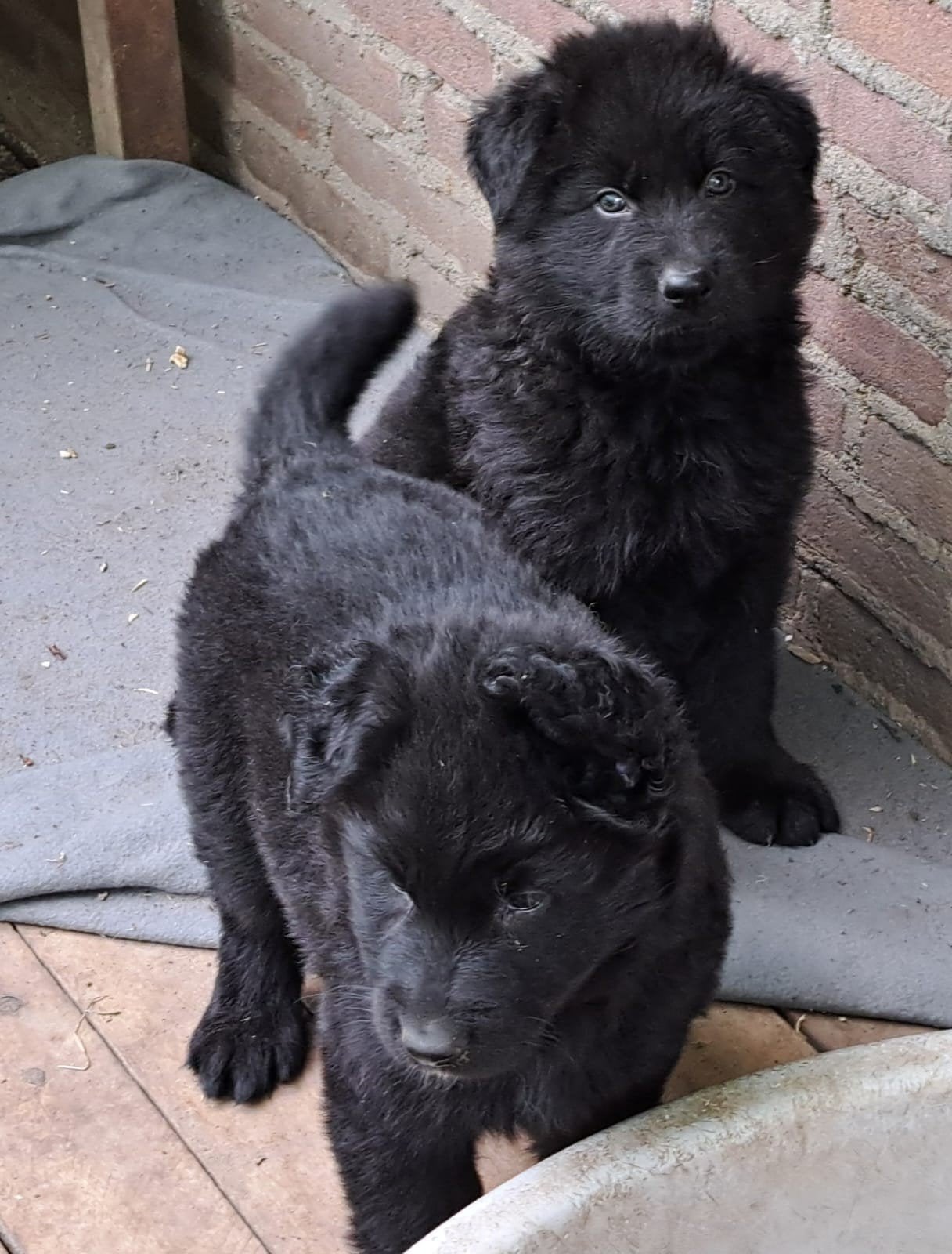 Langstokharige Duitse Herder puppies zwarte en zwart/roestbr, Dieren en Toebehoren, 8 tot 15 weken, Meerdere, Meerdere dieren
