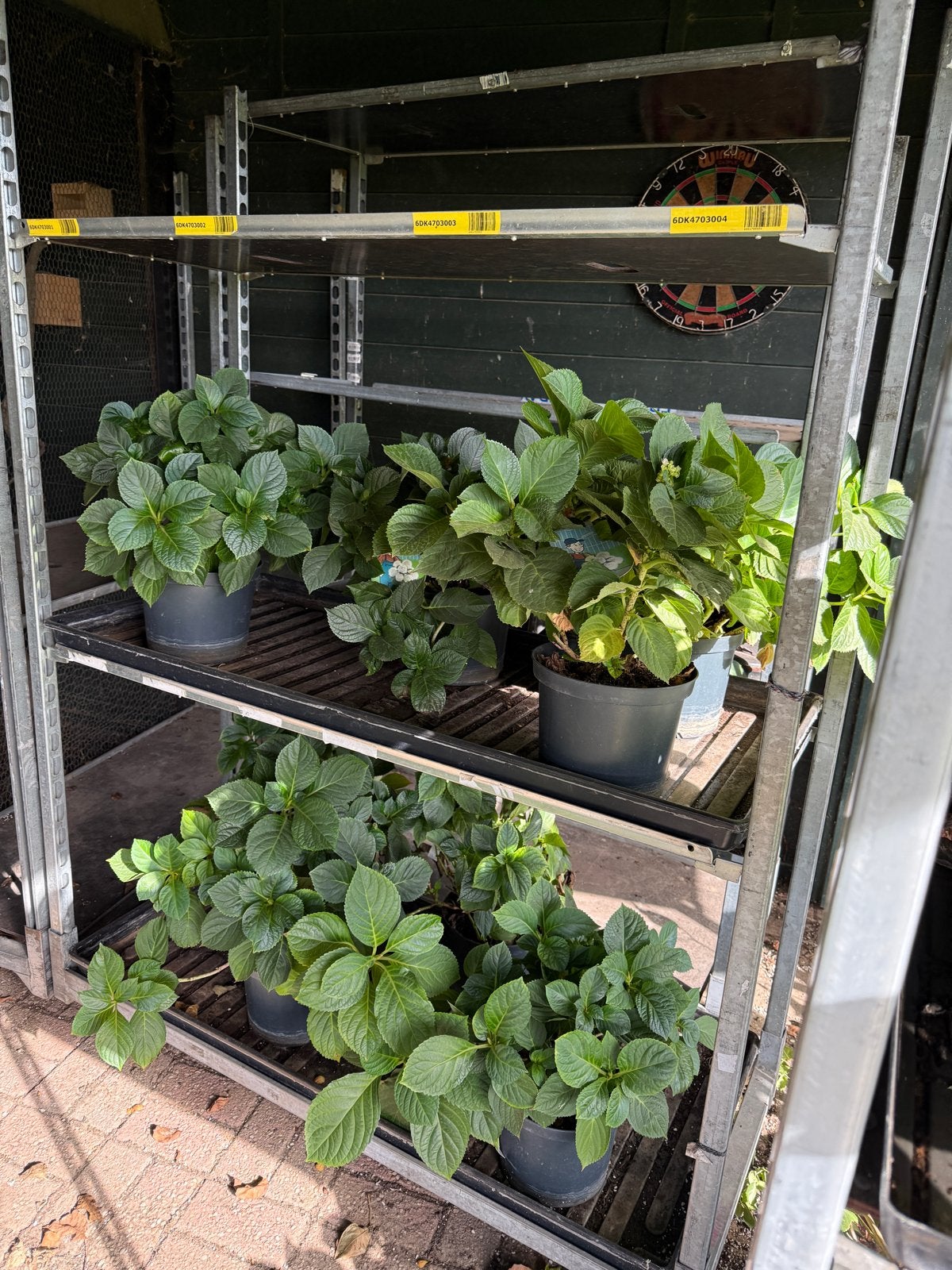 Hortensia's - Ideaal voor volle grond, nu €4, Overige soorten, Vaste plant, Ophalen of Verzenden, Halfschaduw