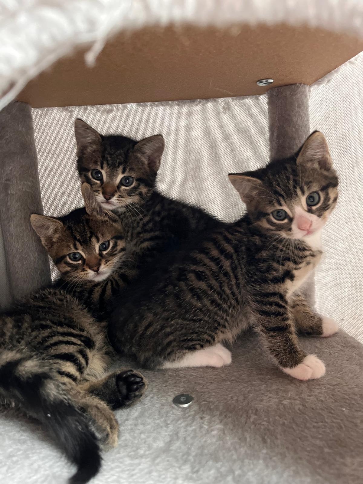 2 cyperse kittens, Dieren en Toebehoren, Katten en Kittens | Overige Katten