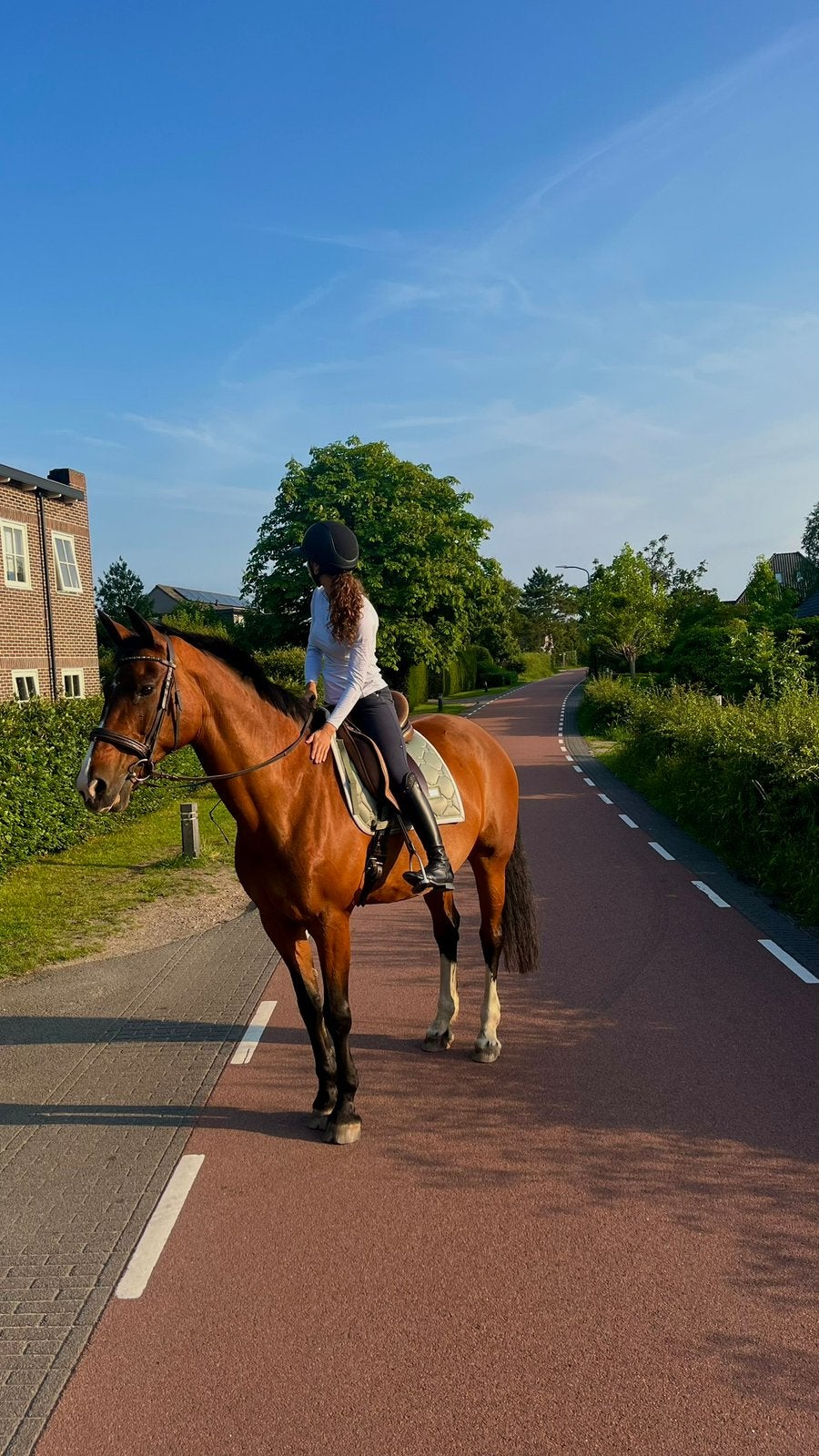 Bijrijder aangeboden/ verzorgpaard gezocht omgeving Heiloo, Ruiter of Bijrijder