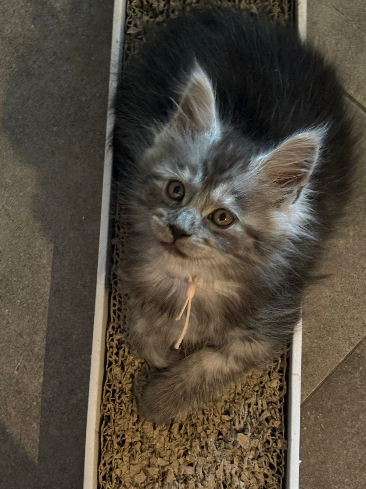 Prachtige Maine Coon kittens met kampioen stamboom.✨❤️, Meerdere dieren, Met stamboom, 0 tot 2 jaar