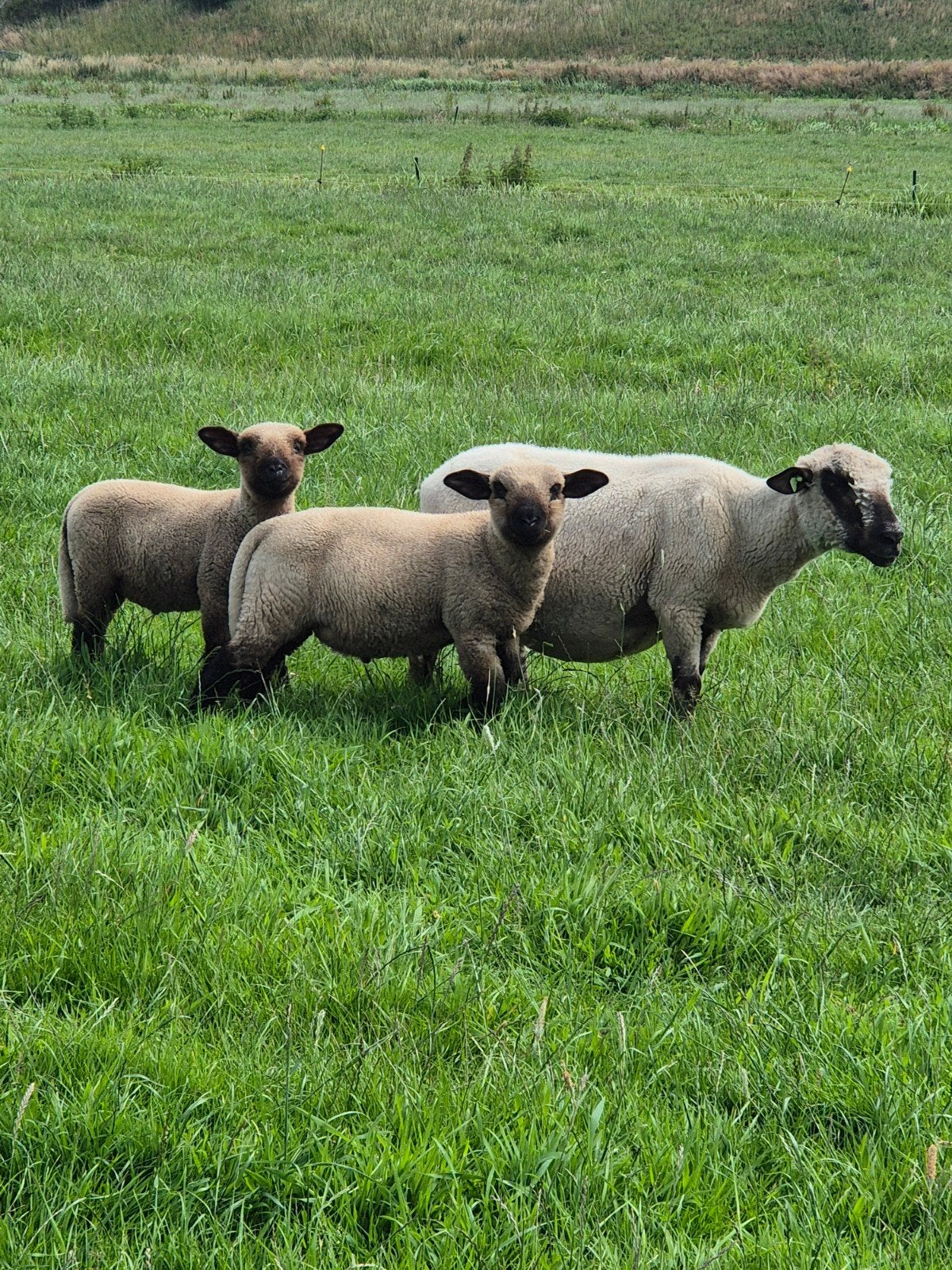 Hampshire Down schaap met 2 ram lammeren, Mannelijk, Schaap