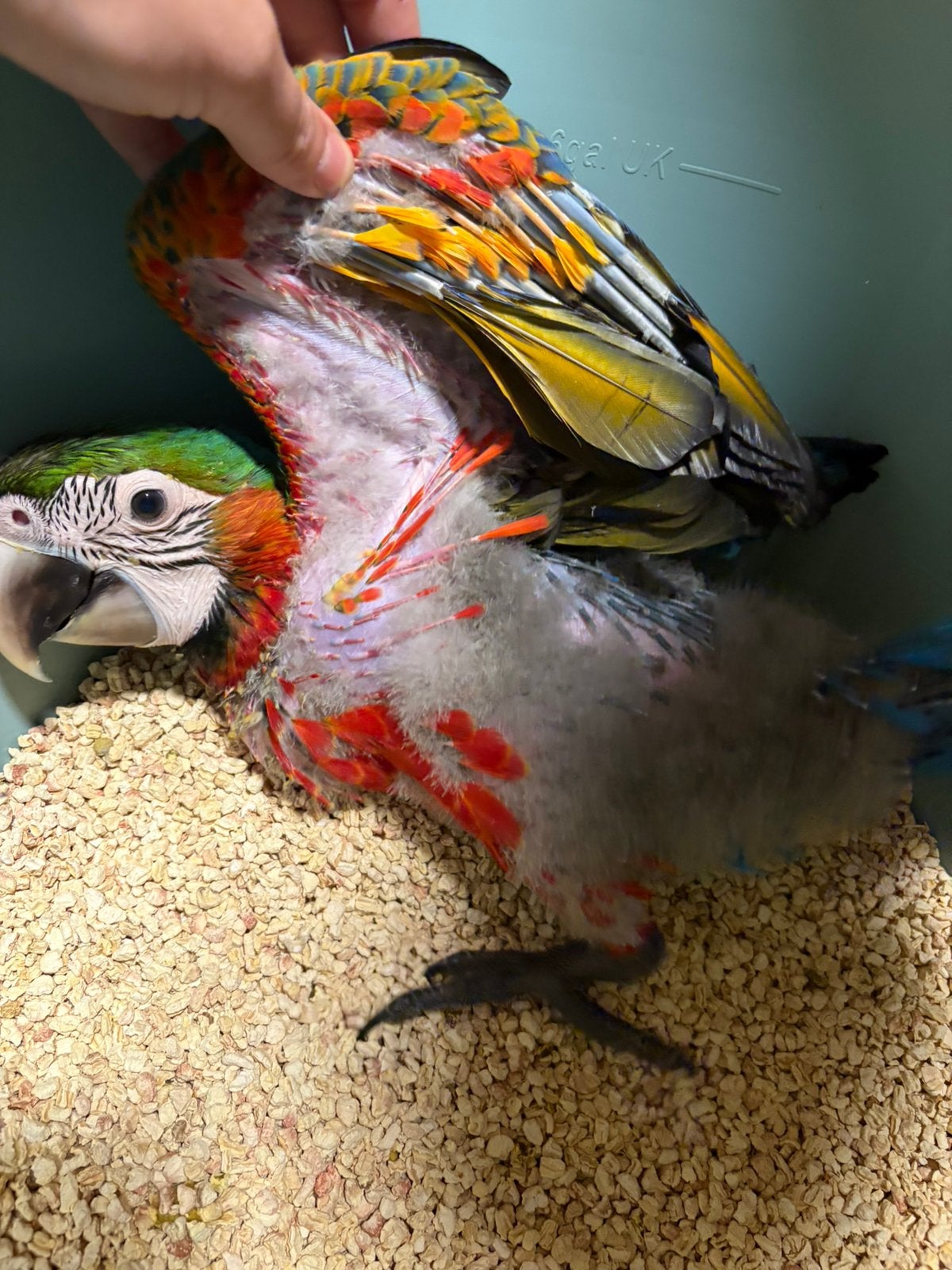 Harlekijn ara baby 2026, Dieren en Toebehoren, Papegaai, Geringd