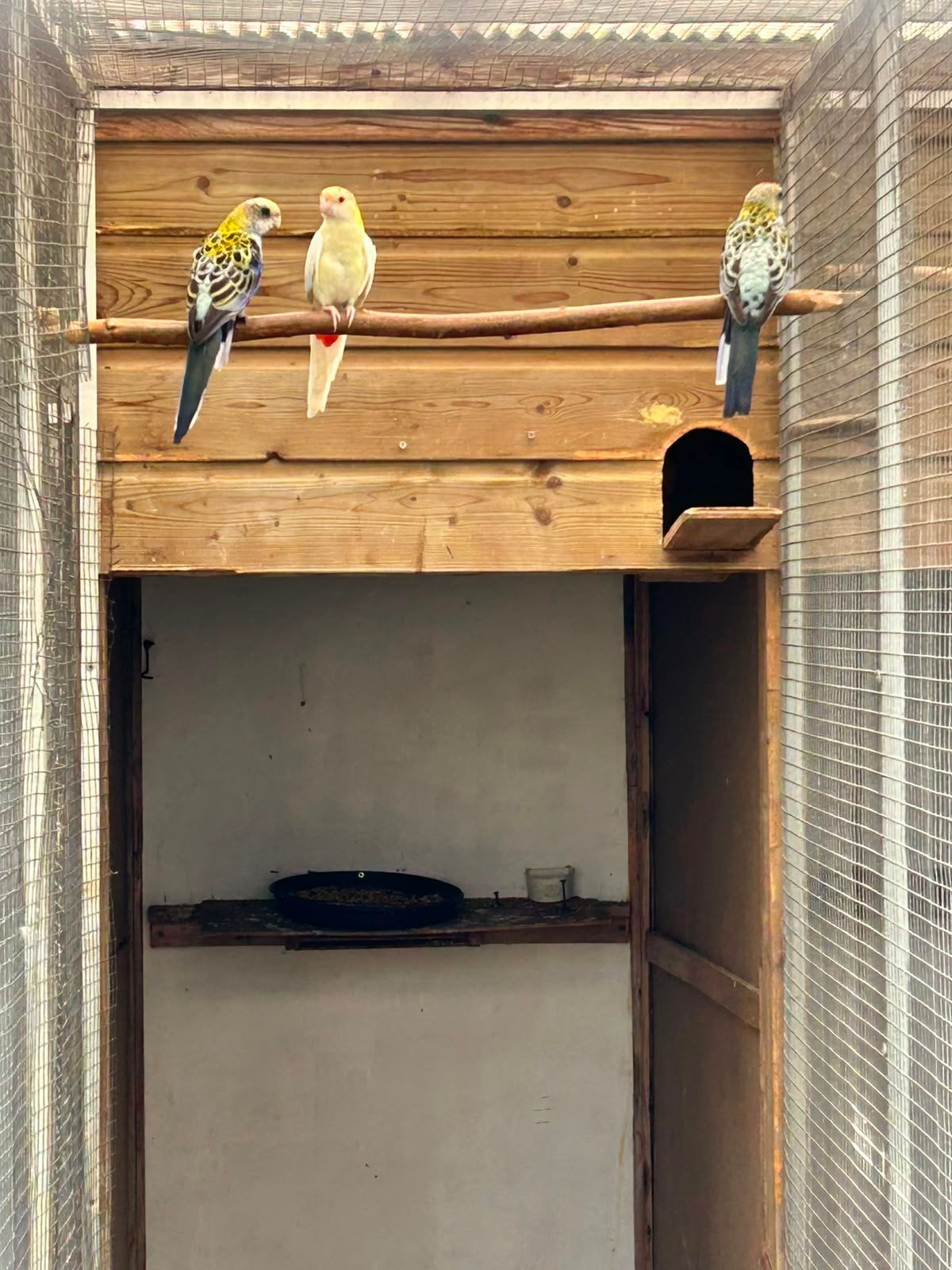 3 mooie bleekkoppen + lutino bleekkop van 2026, Dieren en Toebehoren, Vogels | Overige Vogels, Meerdere dieren, Geringd