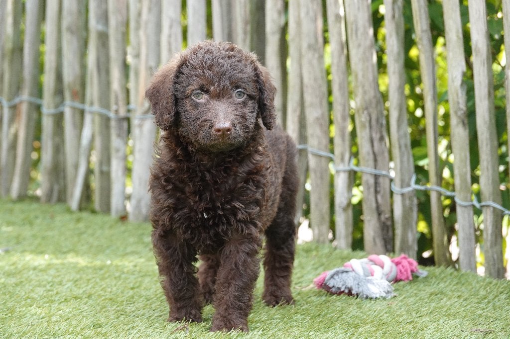 Prachtige Medium Chocolade Labradoodle pups, met stamboom, Dieren en Toebehoren, Honden | Retrievers, Spaniëls en Waterhonden