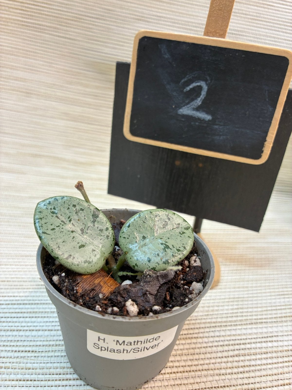 Gewortelde Hoya Mathilde Silver Splash (2 stuks), Overige soorten, Minder dan 100 cm, Bloeiende kamerplant, Halfschaduw