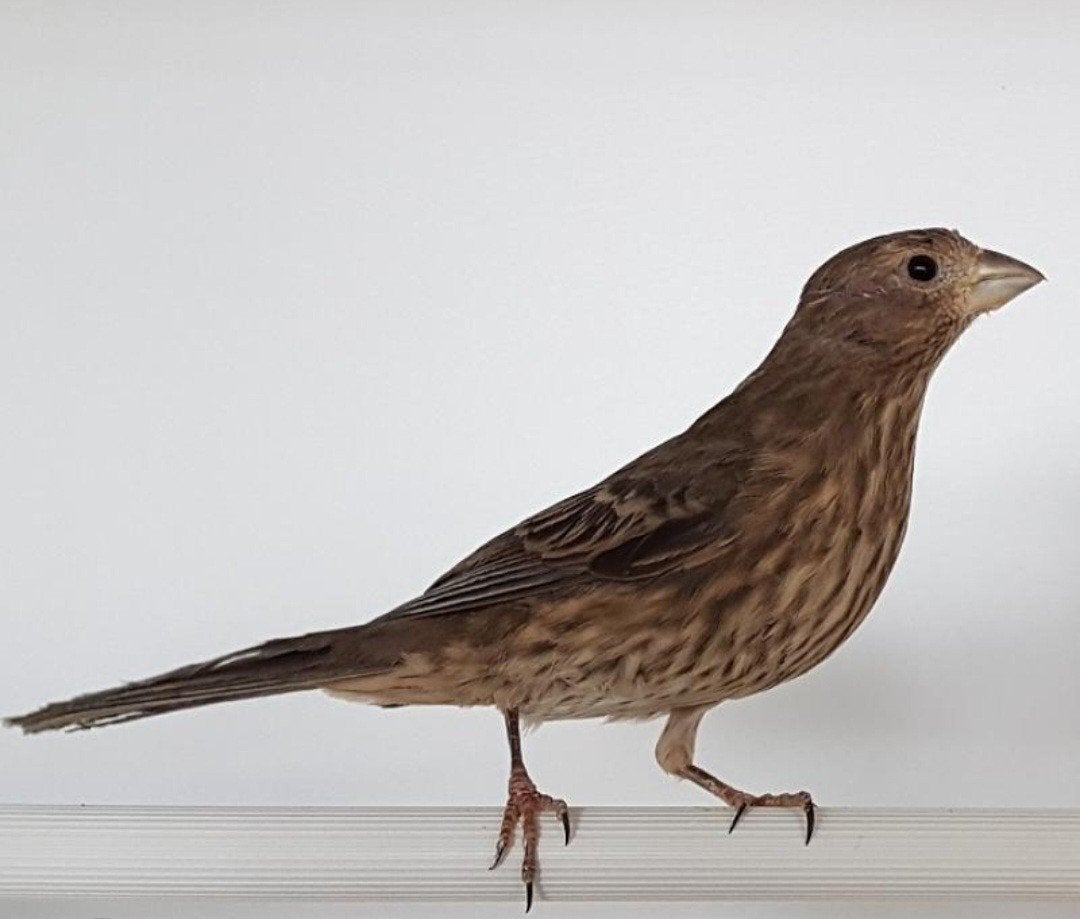 Jonge roodmussen. 3stuks, Dieren en Toebehoren, Geslacht onbekend
