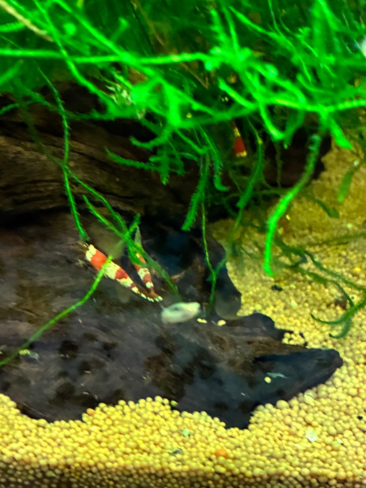 Crystal red jongen te koop, Dieren en Toebehoren, Kreeft, Krab of Garnaal