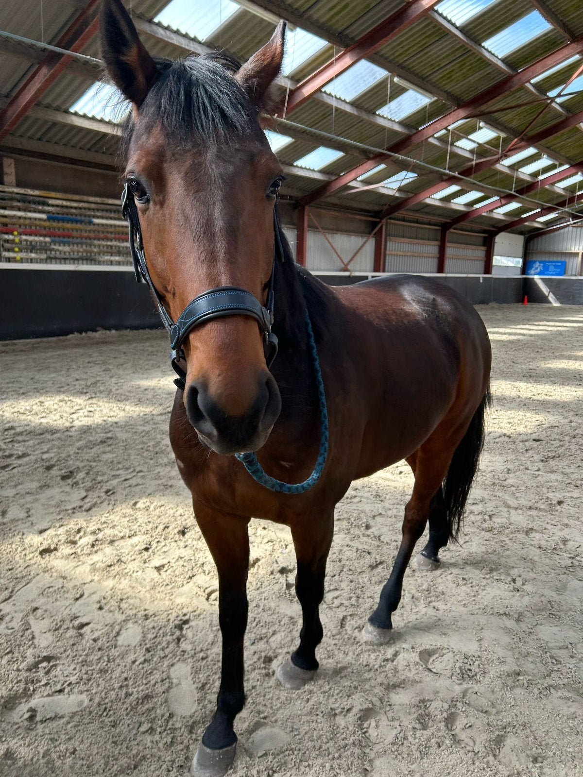 Lieve recreatieve ruin 6jr +-155cm, Minder dan 160 cm, Ruin, 3 tot 6 jaar, Recreatiepaard
