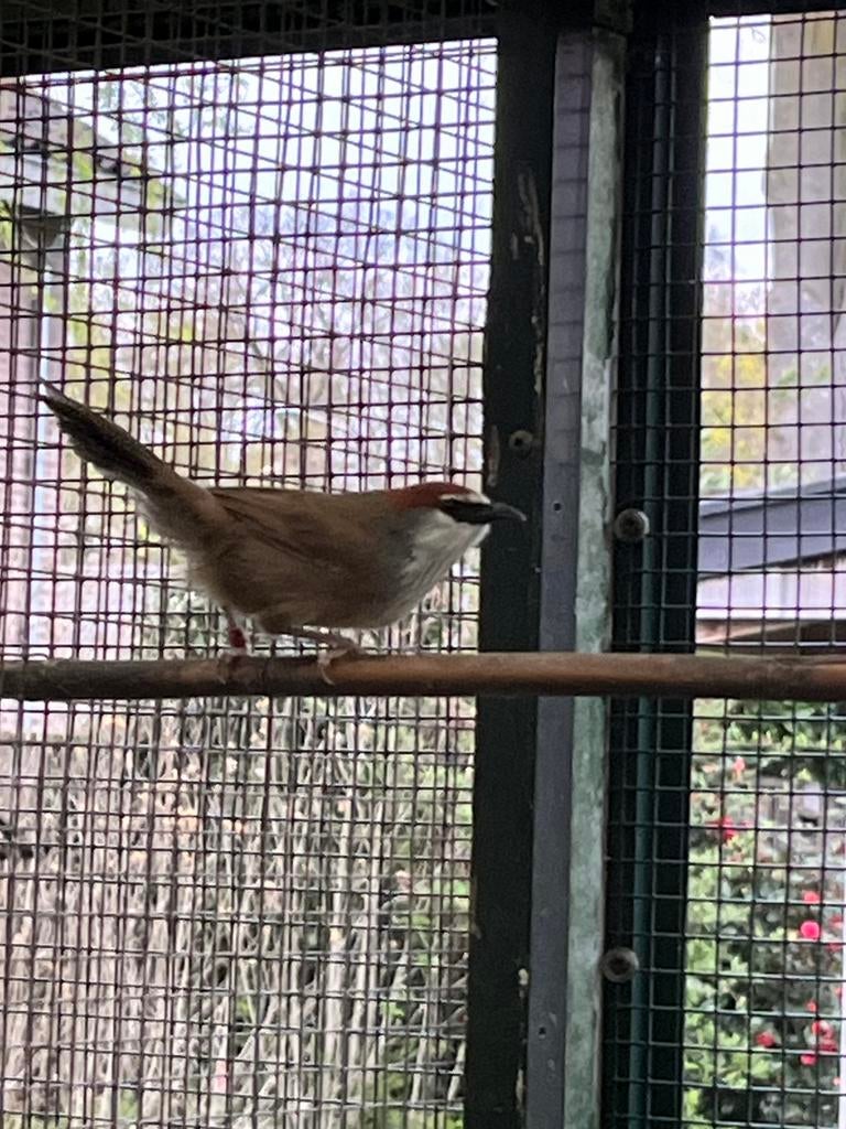Roodkap timalia man zang vogel, Dieren en Toebehoren, Mannelijk, Geringd