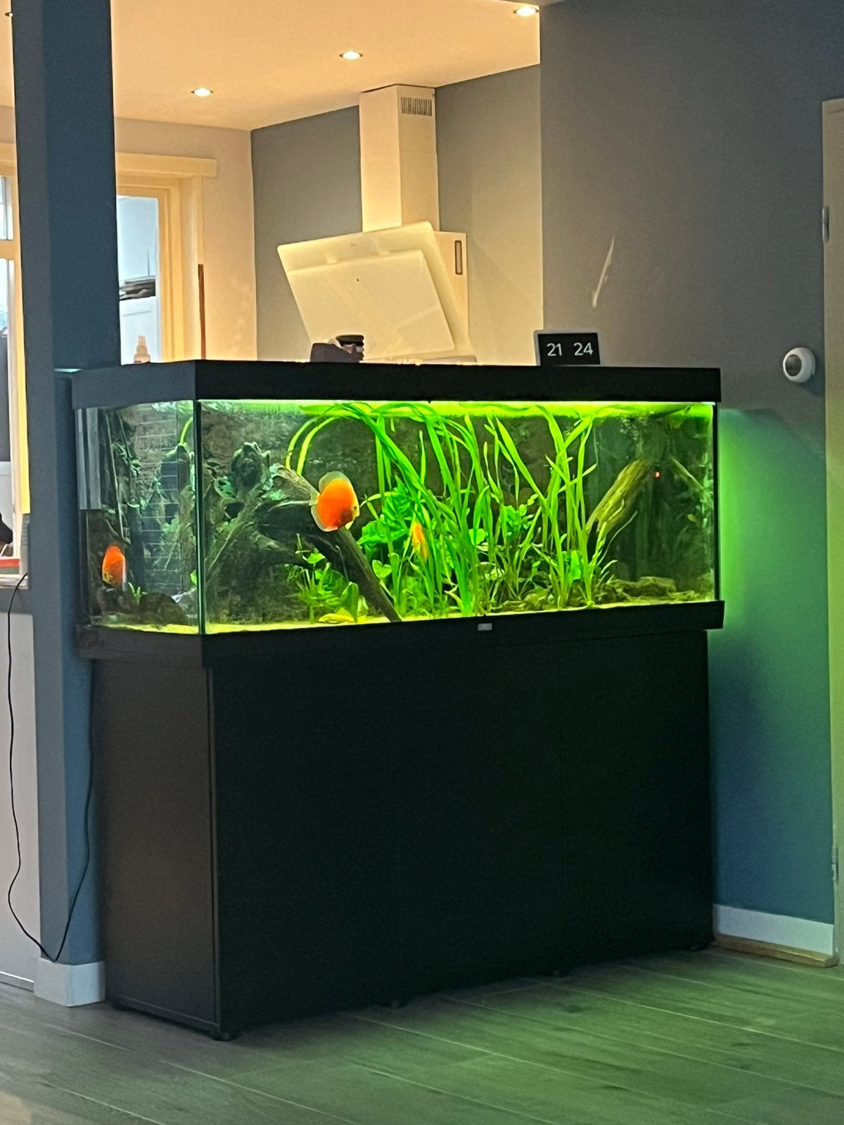 Mooie Juwel 450 aquarium met discus en l144 vissen, Dieren en Toebehoren, Gebruikt, Ophalen of Verzenden, Gevuld zoetwateraquarium