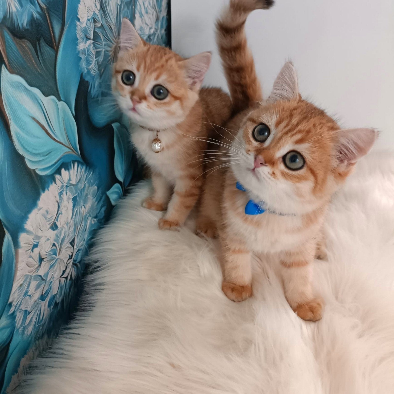 Prachtige Britse golden chinchilla kittens, Dieren en Toebehoren, Katten en Kittens | Raskatten | Korthaar, Meerdere dieren, Met stamboom