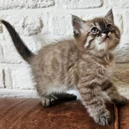 Bengaal X katertje sneeuw charcoal met afstammingsbewijs, Dieren en Toebehoren, Kater, Met stamboom, 0 tot 2 jaar