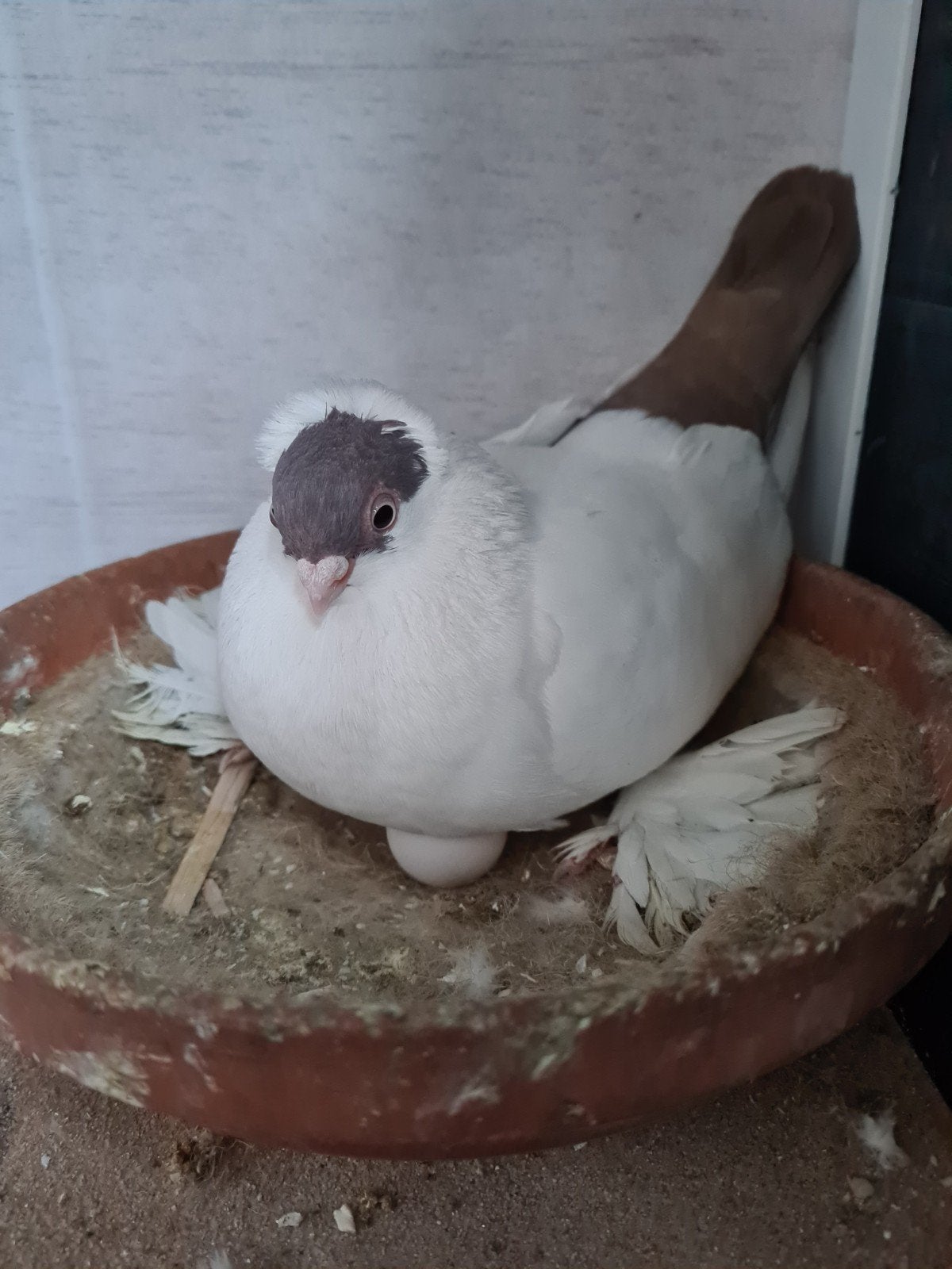 2 koppels Krymka duiven, zeldzaam in Nederland, Meerdere dieren