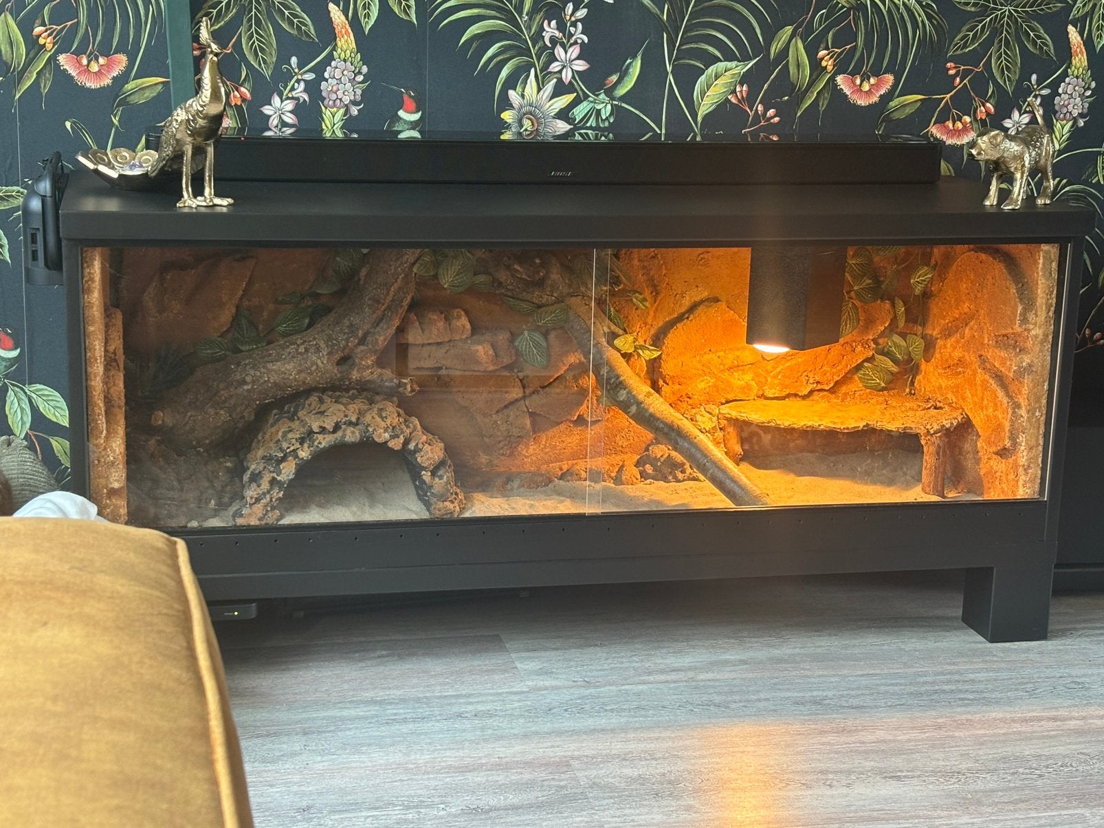 Baardagaam met uniek terrarium, Hagedis, Met terrarium, 0 tot 2 jaar