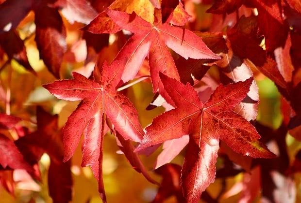 Amberboom (Liquidambar) in pot - Prachtige herfstkleur, Tuin en Terras, Planten | Bomen, Bloeit niet, Overige soorten, 250 tot 400 cm