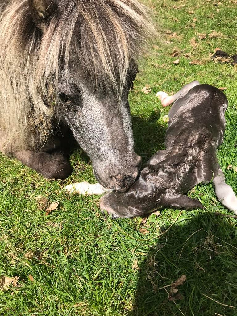 Amerikaans miniatuur paardje (AMHA), Dieren en Toebehoren, Pony's, Merrie, A pony (tot 1.17m), Met stamboom, 7 tot 10 jaar