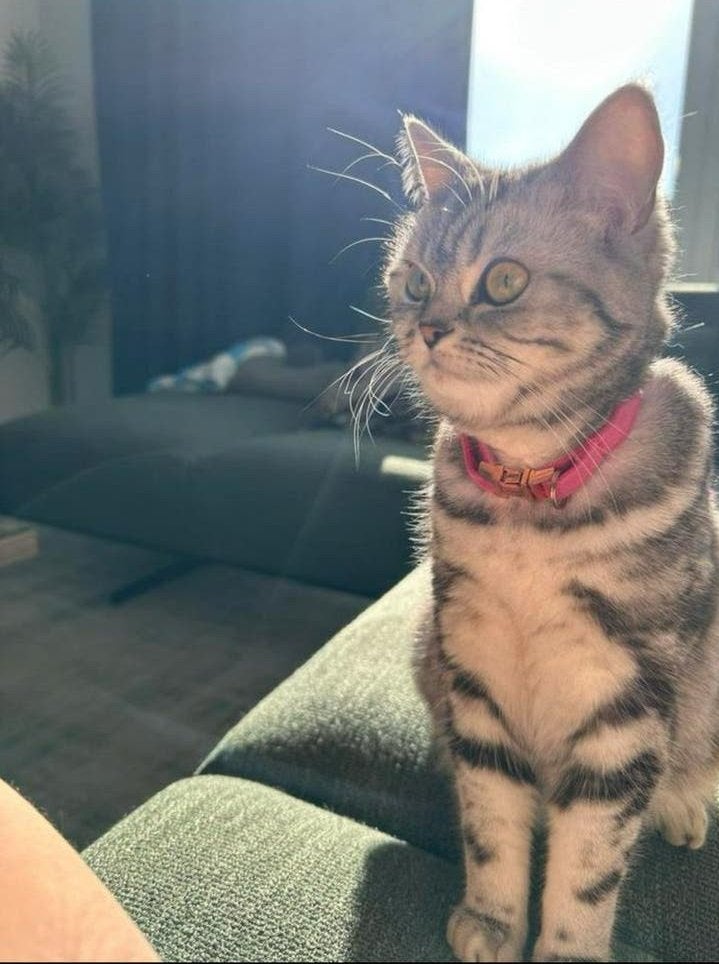 Prachtige britse korthaar poes met Stamboom, Poes, Met stamboom, 0 tot 2 jaar