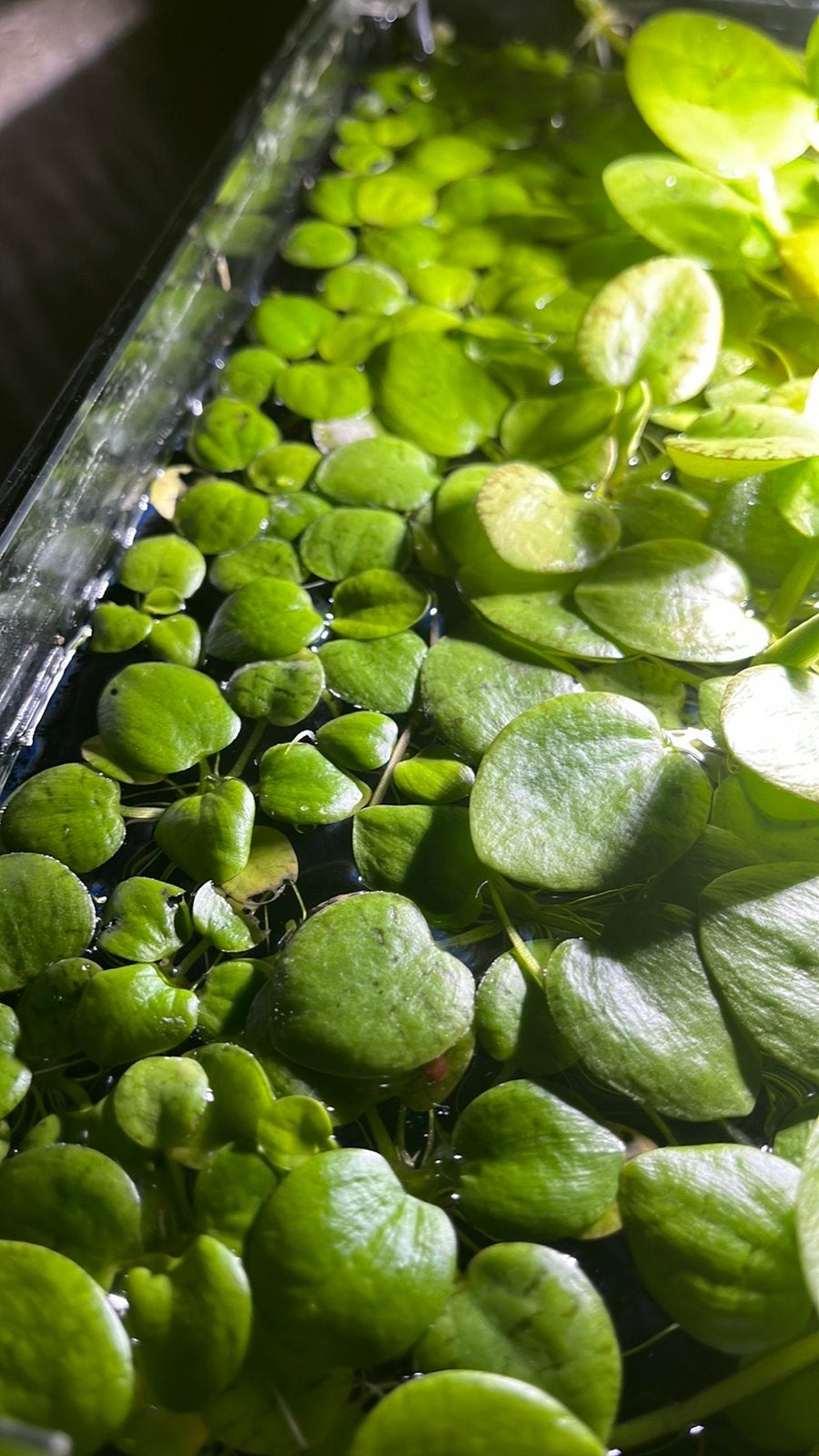 Drijfplanten aquarium, Ophalen of Verzenden, Zo goed als nieuw, Plant(en), Steen of Hout