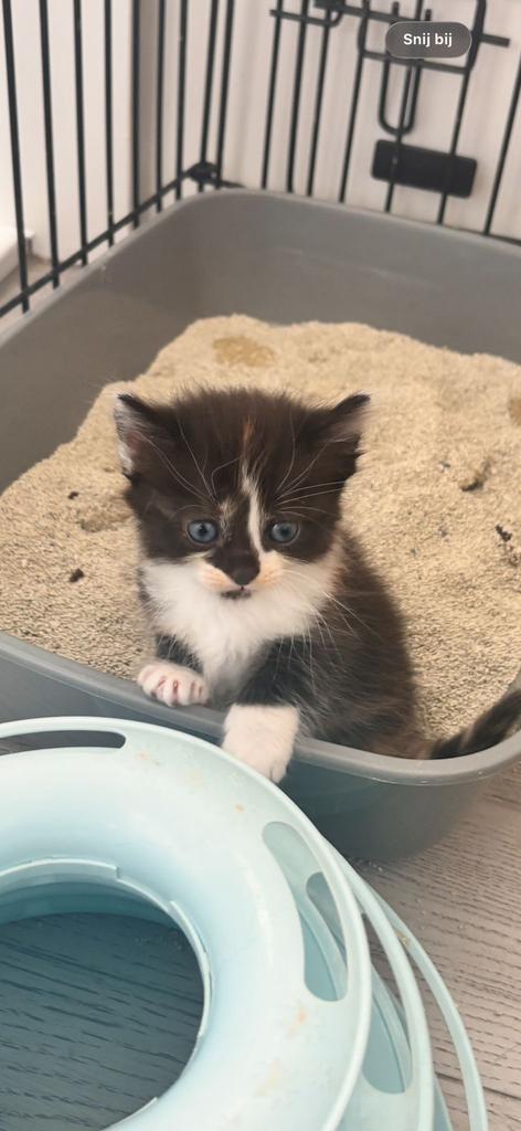 Maincoon/ragdoll (ragcoon ), Dieren en Toebehoren, Meerdere dieren
